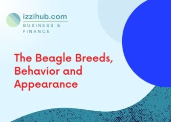 The Beagle Breeds, Behavior and Appearance