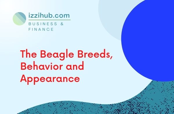 The Beagle Breeds, Behavior and Appearance